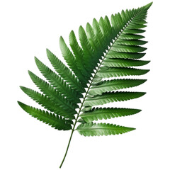 lush tropical fern leaf, vibrant and delicate, showcasing its intricate structure and rich green color, perfect for nature themed designs
