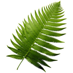 lush tropical fern leaf with delicate fronds showcases vibrant green hues, perfect for nature themed designs and backgrounds