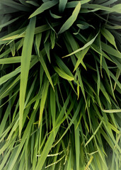 Naklejka premium Phormium tenax , commonly called New Zealand flax, is native to New Zealand. It is an evergreen, clumping, tender perennial that is grown for its attractive foliage.