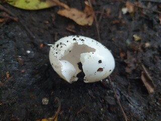 A hatched bird's egg