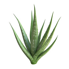 A 3D Aloe Vera Plant with Tall Fleshy Stem and Spikes Isolated on Transparent Background