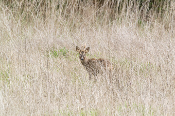 Young deer standing among tall grass in a natural habitat during daytime