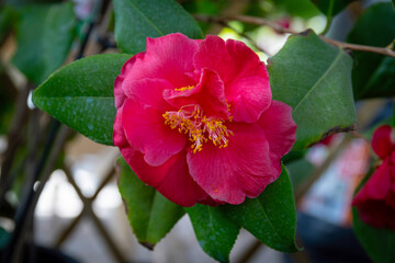 Camellia Japonica (Japanese camellia) with double white flower, Coral Delight variety