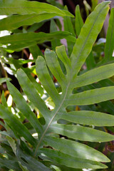 Kangaroo fern (Microsorum divesifolium) large leaf close up