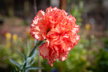 Carnation (Dianthus caryophyllus) flower close up in home garden