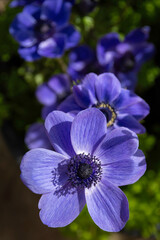 Purple anemone flowers close up, detail