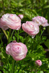 Ranunculus asiaticus Tecolote pink (Persian buttercup) flowers in garden