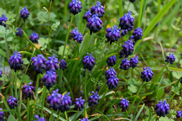 Muscari commutatum (Dark grape hyacinth) wild flowers