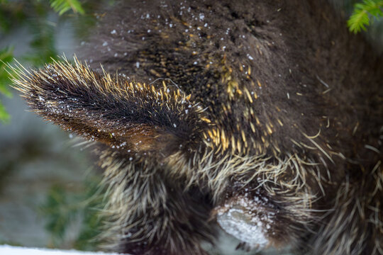 Close-up of North American Porcupine tail with quills 