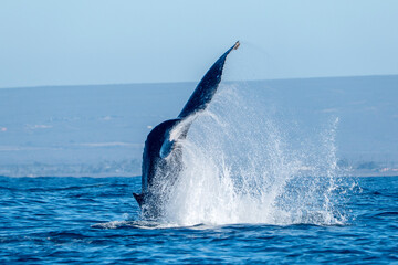 humpback whale tail slapping in pacific ocean off the coast of san jose del cabo baja california...
