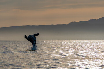 humpback whale breaching at sunset off the coast of san jose del cabo baja california sur