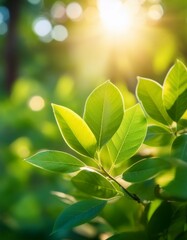 やわらかな日差しに照らされる、みずみずしい新緑の葉