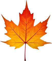 Fototapeta premium Orange and Yellow Maple Leaf with Transparent Background