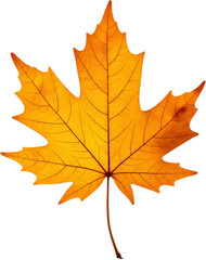 Obraz premium Orange Maple Leaf on Transparent Background