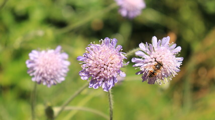 bee on a flower