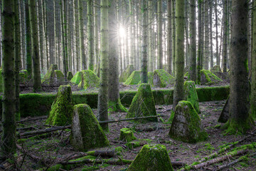 Westwall, Eifel, North Rhine Westphalia, Germany