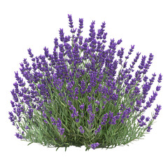 Lavender Bush with Purple Blooms Isolated on Transparent Background