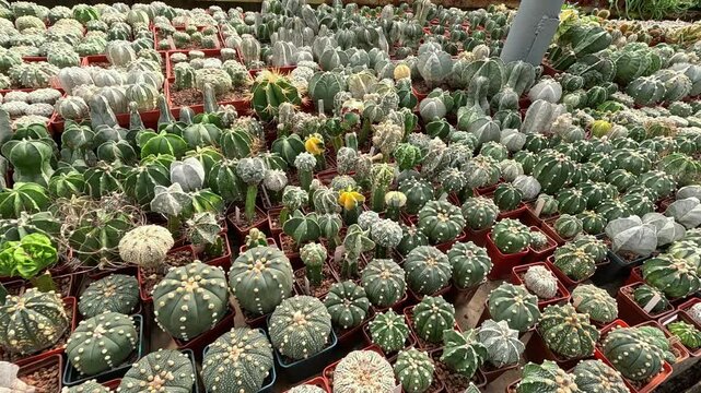 Different types of cacti in spring in the botanical collection, Odessa
