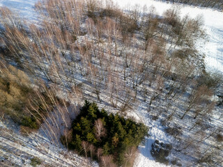Aerial view of a snowy forest landscape with a dense grove of green trees surrounded by bare...