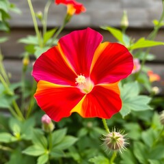 Fototapeta premium morning glory flower