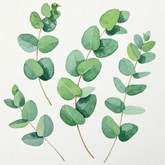 set of green leaves Watercolor green eucalyptus leaves and branches  image