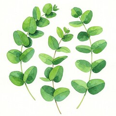 Obraz premium set of green leaves Watercolor green eucalyptus leaves and branches image