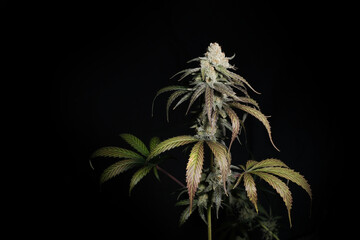 Blooming cannabis bush Sunset Sherbet close-up. Fresh marijuana plant isolated on black background. Herbal medicine layout. Hemp recreation, micro-growing concept