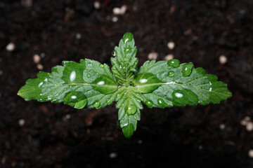 Cannabis sprout close-up in a pot with soil background, close-up. Fresh young marijuana seedling, watering. Baby hemp with small leaves grows in coconut soil, top view, flat lay. Micro growing concept
