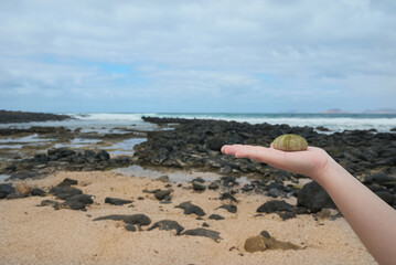 Echinus melo, melon sea urchin in a hand on Famara beach, Lanzarote Spain