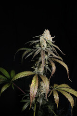 Blooming cannabis bush Sunset Sherbet close-up. Fresh marijuana plant with purple leaves on black background. Herbal medicine layout. Hemp recreation, micro-growing concept