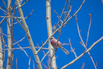 Carpodacus sibiricus