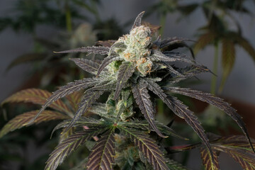 Blooming cannabis bush Sunset Sherbet close-up. Fresh marijuana plant with purple leaves and golden trichomes on grey background. Herbal medicine layout. Hemp recreation, micro-growing concept