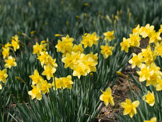 Fototapeta premium Close-up of Vibrant Yellow Daffodils in Bloom
