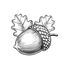 Fototapeta premium Hand-Drawn Acorn With Oak Leaves on White Background. Vector illustration. Generative Ai