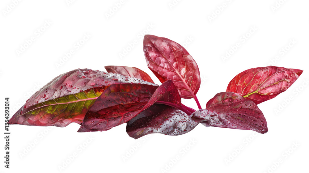 Aufkleber ruby leaf: a close-up captures the vibrant, deep red hues and intricate textures of a cluster of rub