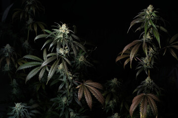 Blooming cannabis bush Sunset Sherbet close-up. Fresh marijuana plant isolated on black background. Herbal medicine layout. Hemp recreation, micro-growing concept