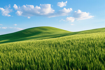 Fototapeta premium There is a field of grass in the middle of a field