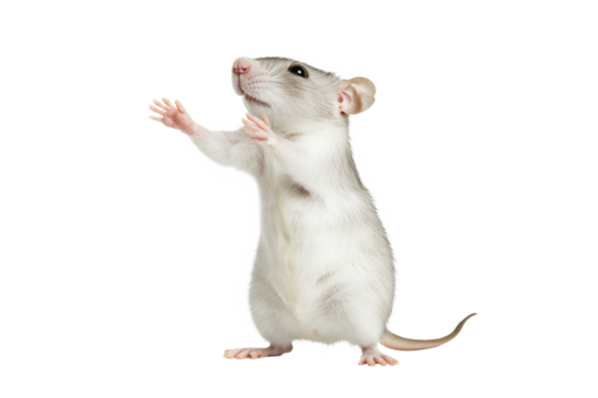 The mouse is acting weird