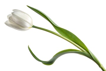 Elegant white tulip flower isolated on white background