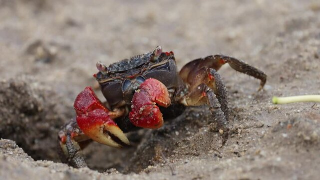 A Red-clawed crab collecting a yellow Black Mangrove leaf