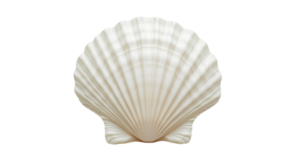 White elegant sea jacobean scallop shel isolated on transparent background, decorative summer underwater seashell in tropical coastline for souvenir of seafood
