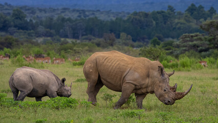 rhino in the wild