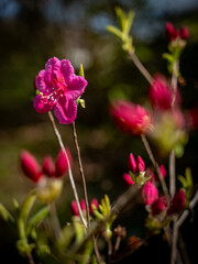 Rosa blühen die Azaleen im Frühling