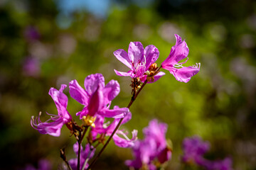 Pinkfarbene Azaleen im Sonnenlicht