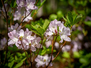 Rosaarbene Azaleen im Garten