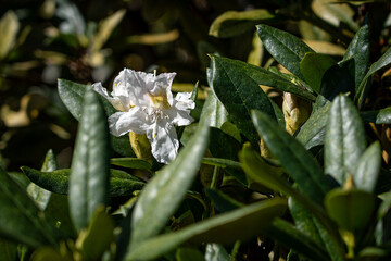 Weiße Rhododendron-Blüte
