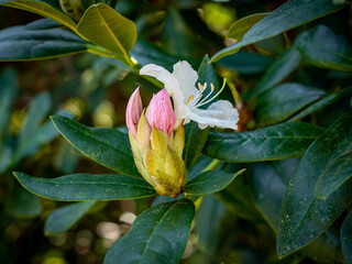 Rhododendron-Blüte im Frühling
