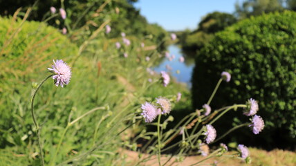 spring flowers in the grass