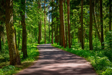 Walking path in the Meshchersky Park in summer