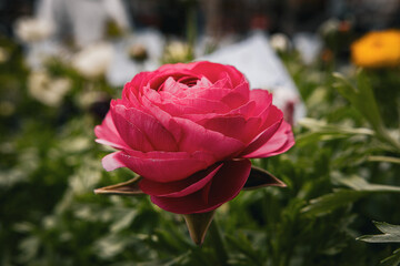 Flowers in a market